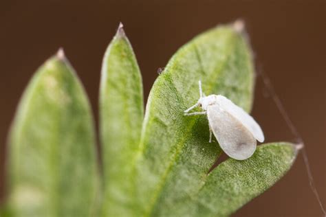 How to Get Rid of Whiteflies on Indoor Plants