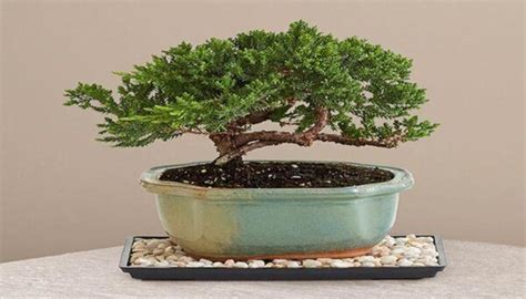 25 Smallest Bonsai Trees You Can Grow Indoors And Outdoors