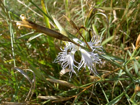 Botanische Spaziergaenge At Thema Anzeigen Dianthus Superbus Ssp