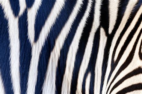 Premium AI Image Zebras Fur Is Black And White With A Pattern Of