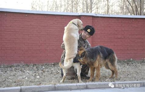 退役军犬被贩卖？别担心，它们都住在这座“疗养院” 每日头条