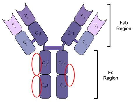 The Structure Of Igg And The Main Binding Site Of Igg Fc Affinity Download Scientific Diagram