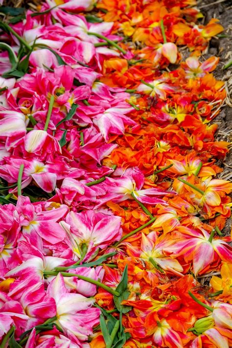 Fallen Orange And Pink Tulips During Spring In Amsterdam Photo Fine