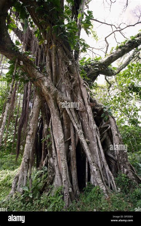 Tronc d un arbre géant de Banjan dans la forêt avec des racines