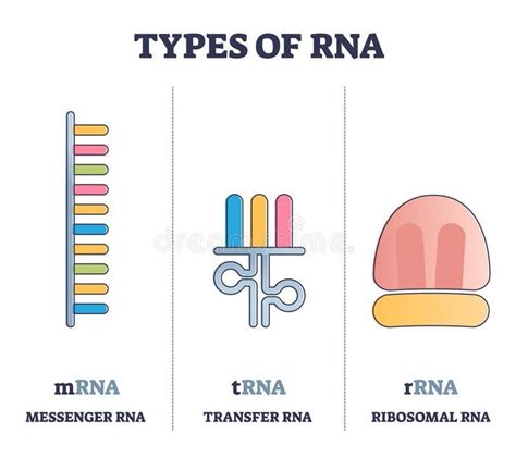 Types Of RNA Polymeric Molecule Comparison Illustrated Outline Diagram