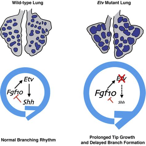 Fgf Regulated Etv Transcription Factors Control Fgf Shh Feedback Loop