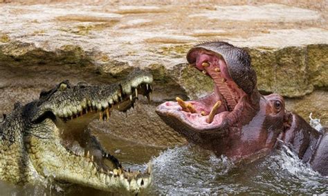 Crocodile Vs Hippo | Animals Protect The Territory On The River