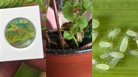 How To Get Rid Of Bugs On Mint 10 Natural Ways Garden For Indoor