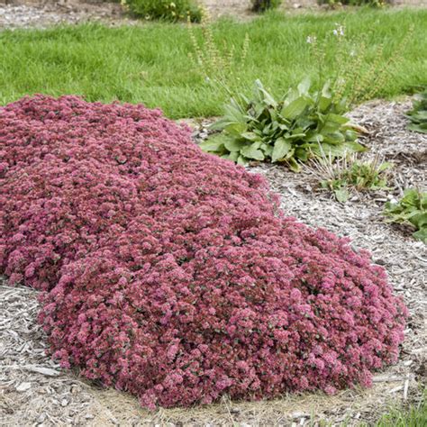 Rock N Round Popstar Stonecrop Sedum Hybrid Proven Winners