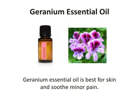 PPT Get Geranium Essential Oil Today PowerPoint Presentation Free