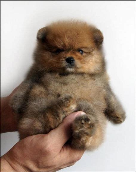 Puppy pom always looks like a teddy bear.Its so cute I'm ganna die! Teddy Bear Puppies, Cute ...