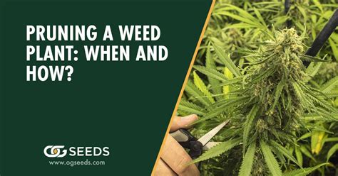 Pruning a Weed Plant: When and How?