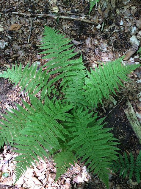 Free Images Tree Nature Leaf Flower Green Botany Flora Forest