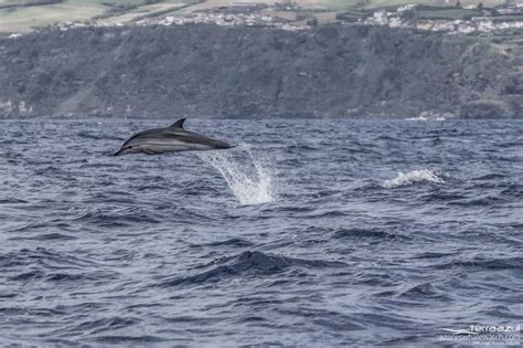 Striped Dolphin Fun Fact Azores Whale Watching Terra Azul™