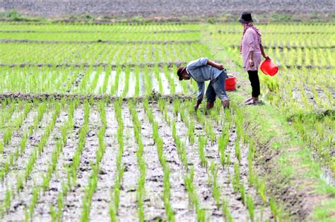 Petani Melakukan Pemupukan Padi Dengan Pupuk Urea Dan NPK Foto 2