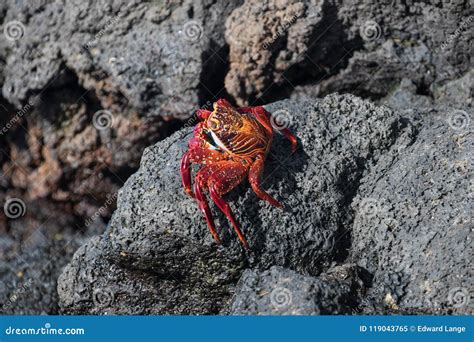 Crabs On The Rocks Of Santa Cruz In The Galapagos Islands Stock Image