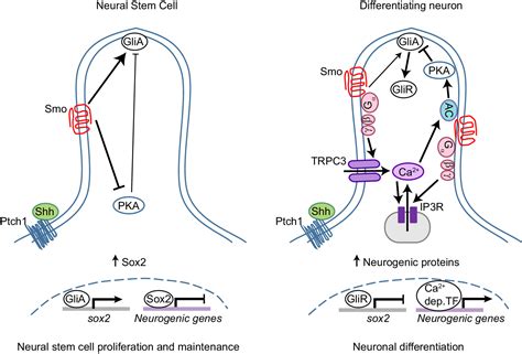 Calcium Dynamics At The Neural Cell Primary Cilium Regulate Hedgehog