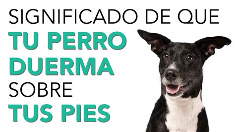 Qué SIGNIFICA que TU PERRO DUERMA en tus PIES Descúbrelo YouTube