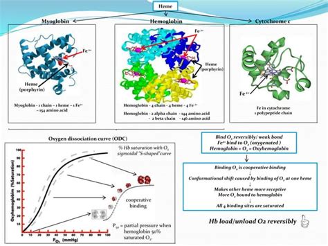 Option B Hemoglobin, Myoglobin, Cytochrome and Oxygen Dissociation curve | PPT