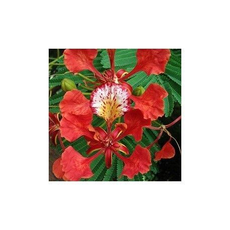 Flamboyant Graines Cultiver Delonix Regia Arbre Exotique Planter