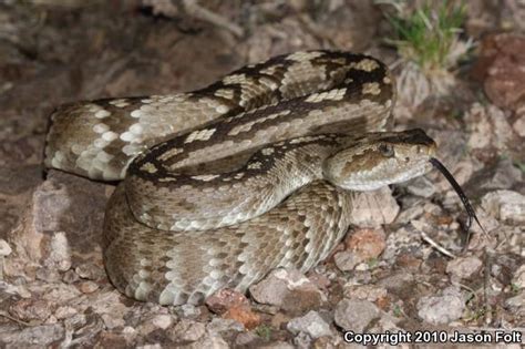 Northern Black Tailed Rattlesnake Crotalus Molossus Molossus