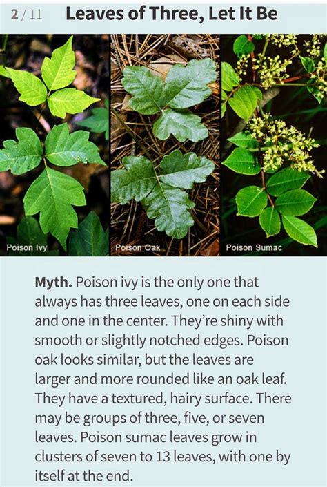 Poison Ivy Poison Oak Poison Sumac Deadly Plants Poison Ivy Plants