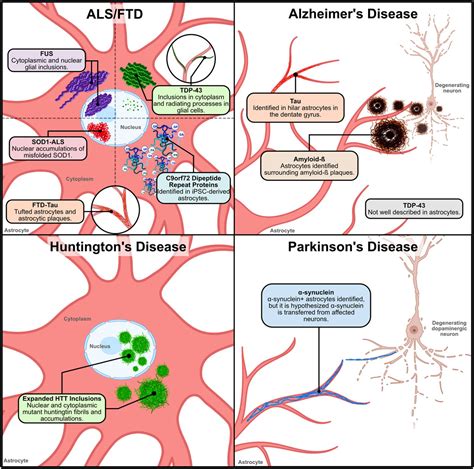 Astrocyte Neuron