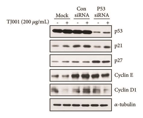 Effects Of Mutant P53 Knockdown With Tj001 Treatment In Du145 Cells