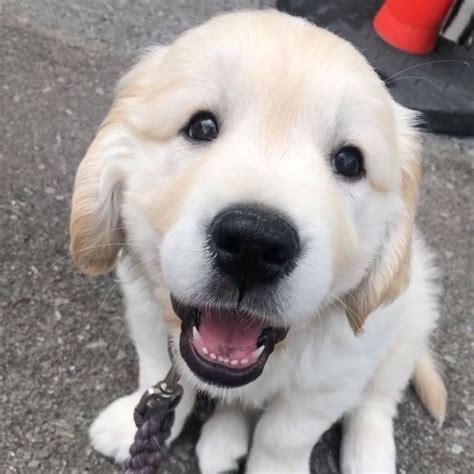 Golden Retrievers On Instagram Our Sunday Cuteness Overload