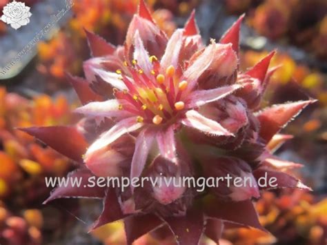 Simsalabim | Sempervivum-Liste