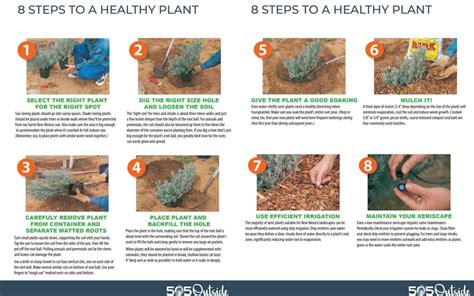 8 Steps to Planting a Healthy Plant | 505 Outside