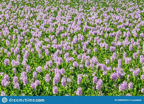 Field With Common Water Hyacinth Or Eichhornia Crassipes Flowers Stock