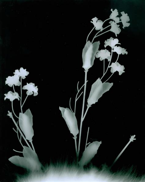 Flower Photogram By Fujisuzu On Deviantart