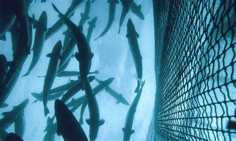 Aqua Robotics