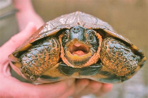 Experts trying to save a struggling turtle species | Borneo Bulletin Online