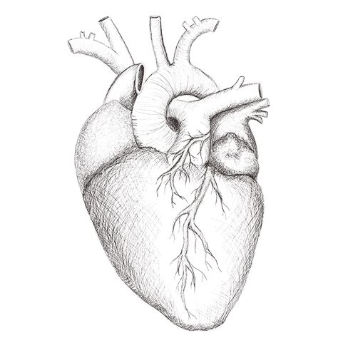 Anatomical Heart Sketch at PaintingValley.com | Explore collection of ...