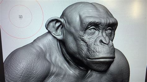 Artstation Chimp Aritz Basauri Chimp Animals Animal Anatomy