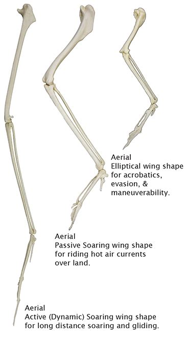 Forelimb Of Bird