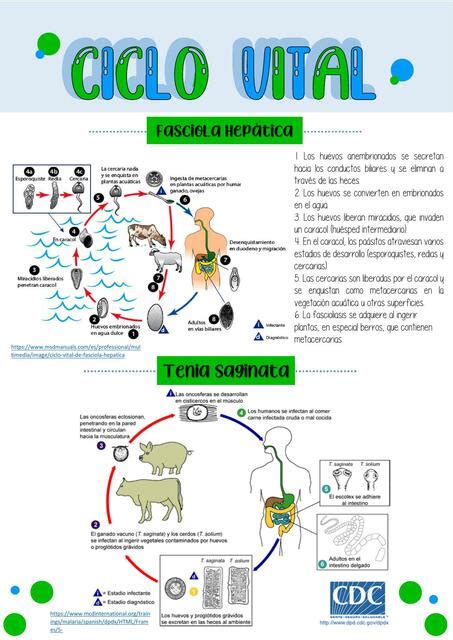 Ficha De Ciclo Vital De Parásitos Jazmín Udocz