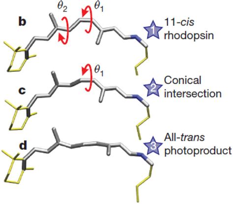 Schematic Representation Of The Cistrans Photoisomerization Of