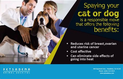 To Learn More About The Benefits Of Spaying Or Neutering Your Pet