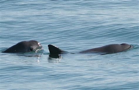 Vaquita - Description, Habitat, Image, Diet, and Interesting Facts