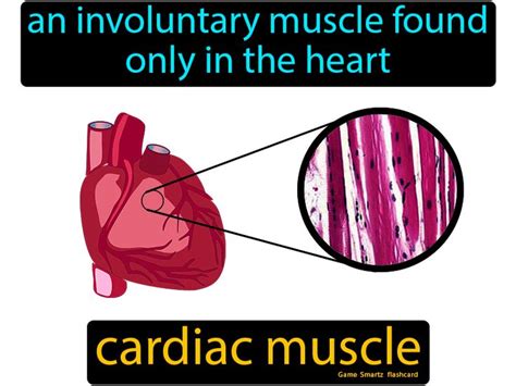 Cardiac Muscle Easy Science Muscle Cardiac Endocrine System