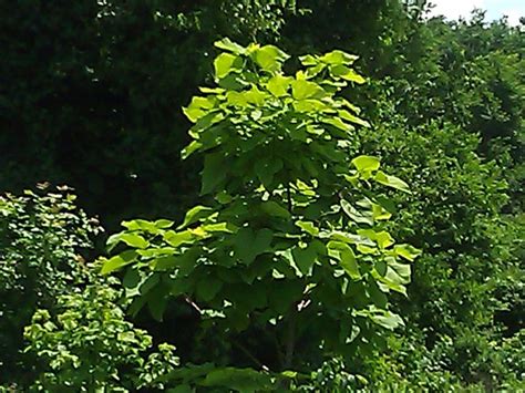 Tulsa Swamp Amateur Photographers Photography Herbs