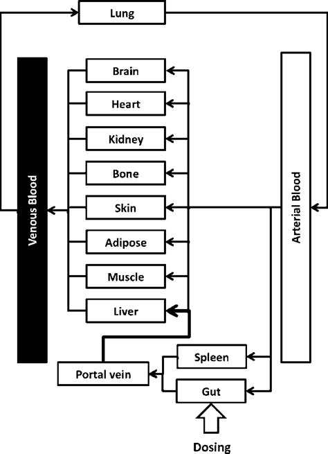 Schematic Representation Of The Physiologically Based Pharmacokinetic