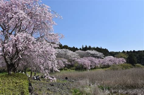 枝垂桜狩り 茨城県石岡市染谷 常陸風土記の丘（3）しだれ桜のトンネル 花を探して ぶらり 一人旅