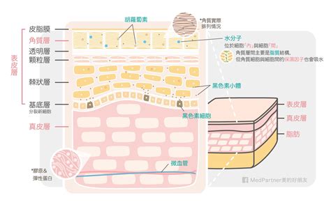 想要皮膚白裡透紅，消除黑色素就可以了嗎？ Pansci 泛科學