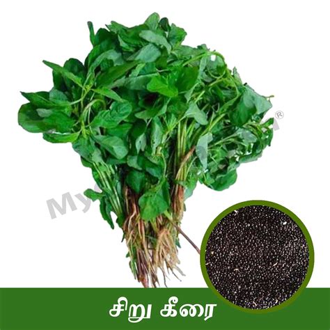 MyOwnGarden Spinach Seed Organic Siru Keerai Seeds High Quality