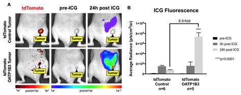 In Vivo Fluorescence Imaging of Engineered Tumors. A) Fluorescence ...