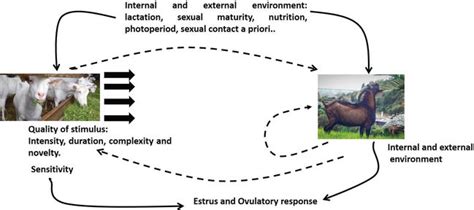 Reproduction In Goats Intechopen